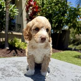 Girl 1 - Apricot female Goldendoodle puppy in San Diego, California from Goldendoodles & Poodles of San Diego
