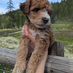 Pink Girl - Wheaten female Whoodle puppy in Kalispell, Montana from Countryman Whoodles