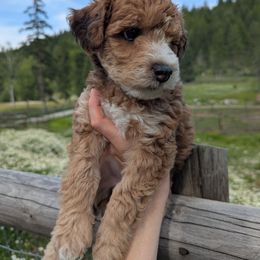 Pink Girl - Wheaten female Whoodle puppy in Kalispell, Montana from Countryman Whoodles
