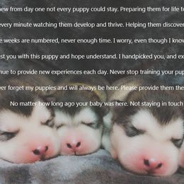 Alaskan Malamute Puppies from Strong Water Malamutes