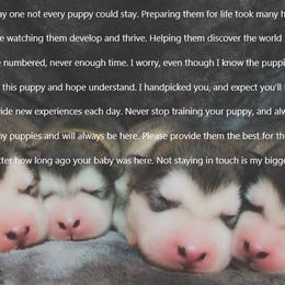 Alaskan Malamute Puppies from Strong Water Malamutes