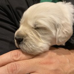 Golden Retriever Puppies from Fortunes Golden Retriever