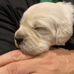 Golden Retriever Puppies from Fortunes Golden Retriever
