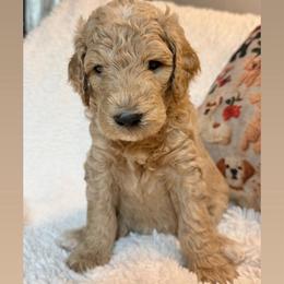 Neymar -Girl 4 (green collar) - Apricot female Goldendoodle puppy in Auburn, Indiana from Cooper’s Doodles