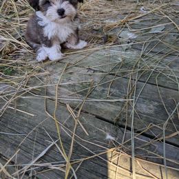 Havanese Puppies from Chaenzo