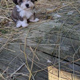 Havanese Puppies from Chaenzo