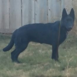 German Shepherds from Behuten Haus K-9