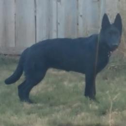 German Shepherds from Behuten Haus K-9