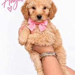 Angel(Pink) - Cream female Poodle puppy in Stuart Fl, Florida from Lincoln & Lady Co.