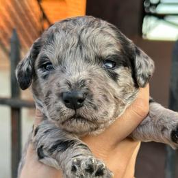 Variolite - Merle female Goldendoodle puppy in Philadelphia, Pennsylvania from Jah’s Retrievers