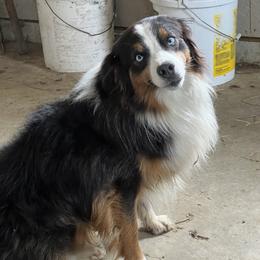 Miniature Australian Shepherd All Grown Up from Darcie Clingan