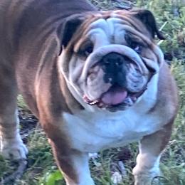 Pat - Bulldog