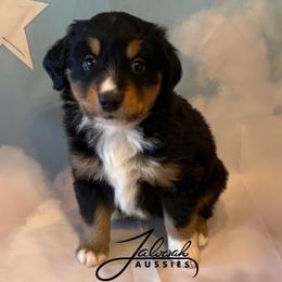 Amos - Blue tri male Toy Australian Shepherd puppy in Lumberton, Mississippi from Talowah Aussies