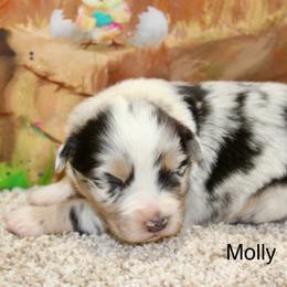 Molly - Blue merle female Miniature Australian Shepherd puppy in Ronan, Montana from Dirt Road Aussie’s of Montana