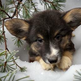 Shock - Black and white male American Corgi puppy in Grants Pass, Oregon from KnR Antler Dogs