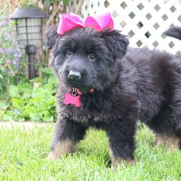 German Shepherd and Golden Retriever Puppies from Sweetheart Therapy Dogs LLC