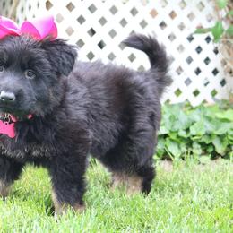 German Shepherd and Golden Retriever Puppies from Sweetheart Therapy Dogs LLC