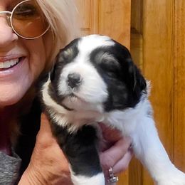 Australian Shepherd Puppies from Lynn Gregory - Blueridge Aussies