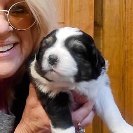 Australian Shepherd Puppies from Lynn Gregory - Blueridge Aussies