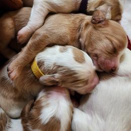 Labradoodle Puppies from Tyson's Farm Doodles