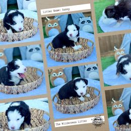 Australian Shepherd and Miniature Australian Shepherd Puppies from Integrity Aussies Tx