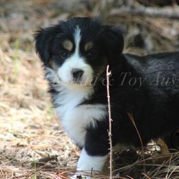 Australian Shepherd, Miniature Australian Shepherd, and Toy Australian Shepherd Puppies from TK Standard, Mini, & Toy Aussies