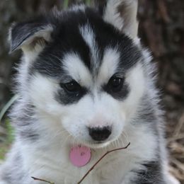 Pomskies and Siberian Huskies from Husky Haven WA