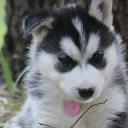 Pomskies and Siberian Huskies from Husky Haven WA