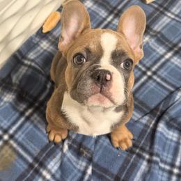 Harvey Dent (two face from Batman) - Blue fawn male French Bulldog puppy in Spanaway, Washington from Frog Faced Frenchies