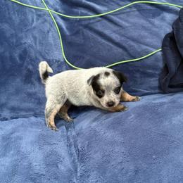 Girl 3 - Blue speckled female Australian Cattle Dog puppy in Concrete, Washington from Back Country Australian Cattle dogs