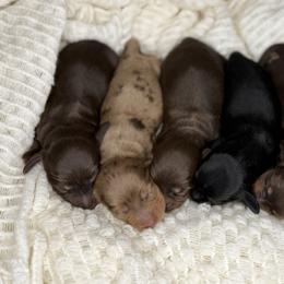 Dachshund puppies from Beaver Creek Kennels
