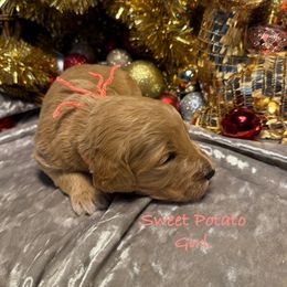 Sweet Potato - Red  female Goldendoodle puppy in Rockville, Minnesota from Bracha Poodles & Doodles