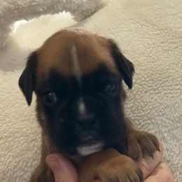 Florence - Fawn female Boxer puppy in Medical Lake, Washington from Back Forty Boxers and Old English Bulldogs