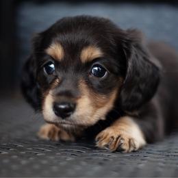 Cranberry - Cream female Dachshund puppy in Perry, Florida from EntityDachs