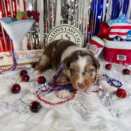Whiskey - Red merle male Australian Shepherd puppy in Fredericksburg, Virginia from Cooper Ridge Aussies