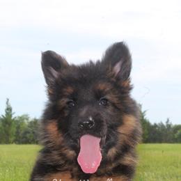 German Shepherd All Grown Up from Haus Wesmiller