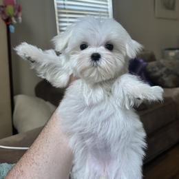 Maltese Puppies from Regal Maltese