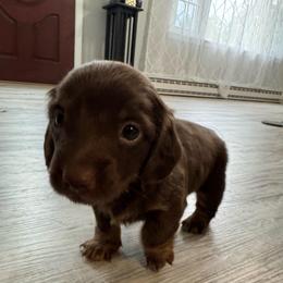 Slink - Chocolate and tan male Dachshund puppy in Mount Airy, North Carolina from Mayberry Dachshunds