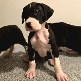 Mantle Male E - Mantle male Great Dane puppy in Golconda, Illinois from Breken Great Danes