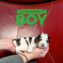 Huckleberry - Tri-color male Bernedoodle puppy in Cambridge, Minnesota from Country Meadow Doodles