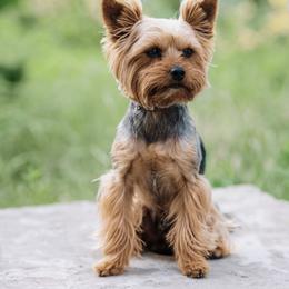 Rider - Yorkshire Terrier