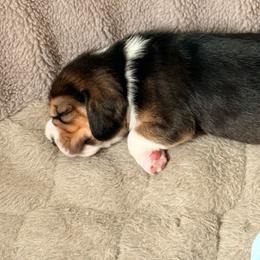 Boy 2 - Black white and tan male Beagle puppy in Haslet, Texas from Haltmeier-Sunrise