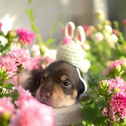 Dachshund Puppies from Montcorn Doxies