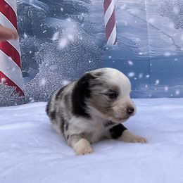 Jasper - Blue merle male Miniature Australian Shepherd puppy in Signal Mountain, Tennessee from D & D Miniature and Toy Australian Sheppards