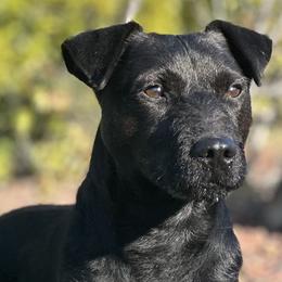 Mack - Patterdale Terrier