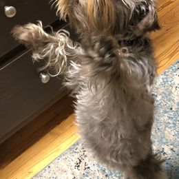Nova - Miniature Schnauzer