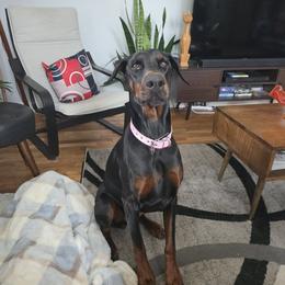 Remy - Black and rust female Doberman Pinscher puppy in Byron Center, Michigan from Steel Haus Dobermans