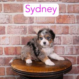 Sydney - Blue merle female Aussiedoodle puppy in Calhoun, Georgia from Happy Top Doodles