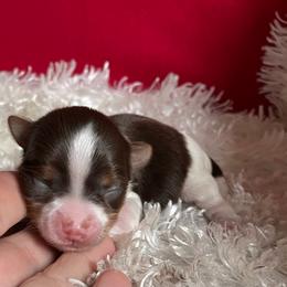 Boy 3 - Chocolate, tan and white male Yorkshire Terrier puppy in Carleton, Michigan from Jo Smallwood