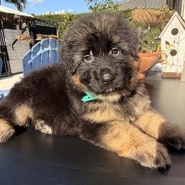Tiffany Blue - Black and red female German Shepherd puppy in Davie, Florida from Vom Broward Haus